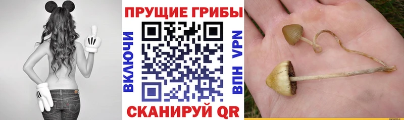 kraken ссылки  Моршанск  Галлюциногенные грибы ЛСД 